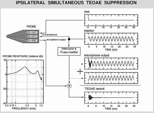 Tinnitus and normal hearing: a study on the transient otoacoustic emissions  suppression